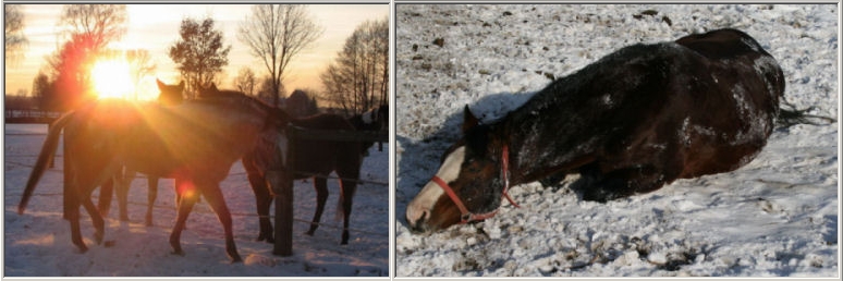 Winter-Pferde